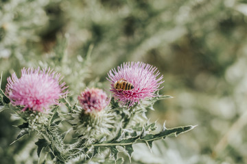 Colorful thistle flowers on the bush