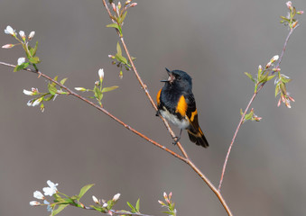 American Redstart (setophaga ruticilla)