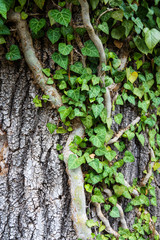 Weaving ivy on the bark of an old tree. natural background