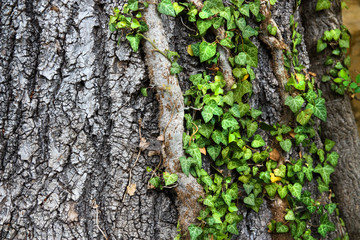 Weaving ivy on the bark of an old tree. natural texture, background, close-up.