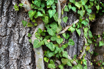 Weaving ivy on the bark of an old tree. natural texture, background, close-up.