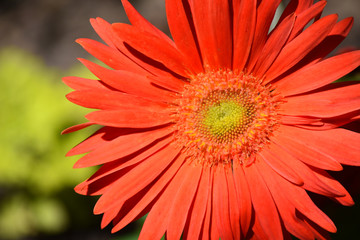 Gerbera Daisy
