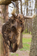 Cow skull at sunsetCow skull with horns hanging on a tree. Totem, paganism, symbol
