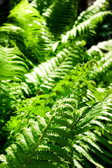 Beautiful green fern leaves natural background