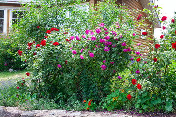 growing beautiful rose bushes in a garden