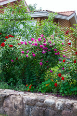 growing beautiful rose bushes in a garden