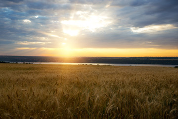 Fototapeta na wymiar sunrise over the wheat field