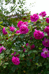 growing beautiful rose bushes in a garden