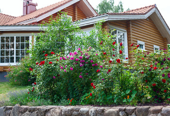Fototapeta na wymiar growing beautiful rose bushes in a garden