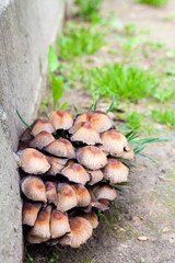 Fruit bodies of Glistening Inkcap Mushroom (Coprinellus micaceus) closeup