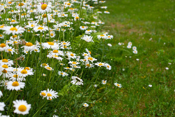 daisies flower meadow, gardening concept