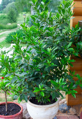 laurel plant growing in a clay pot