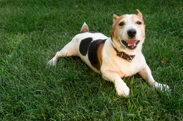 dog Jack Russell Terrier on the green lawn