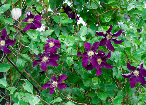 climbing purple climatis growing in garden
