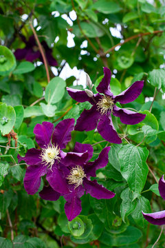 climbing purple climatis growing in garden