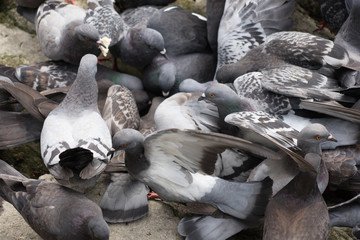 Obraz premium Tauben auf der Jagd nach Futter