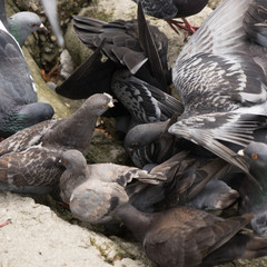 Fototapeta premium Tauben auf der Jagd nach Futter