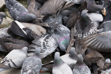 Tauben auf der Jagd nach Futter