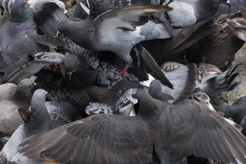 Tauben auf der Jagd nach Futter