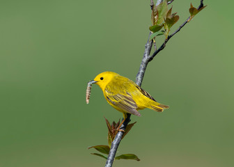 Yellow Warbler