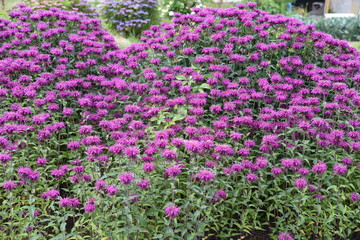 Monarda is a flower that brighty and powerflly colors the flower bed in summer, and a refreshing fragrance.