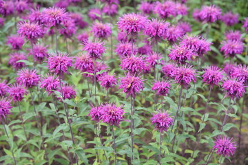 Monarda is a flower that brighty and powerflly colors the flower bed in summer, and a refreshing fragrance.