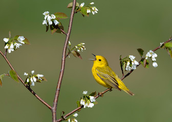 Yellow Warbler