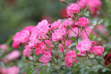 Fototapeta premium pink flowers in the garden