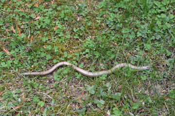 slow worm in grass