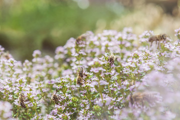 honeybee and purple flower