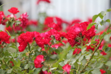 red flowers in the garden