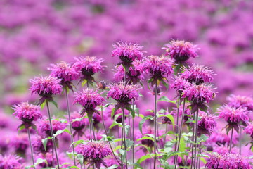 Monarda is a flower that brighty and powerflly colors the flower bed in summer, and a refreshing fragrance.