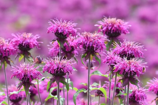 Monarda is a flower that brighty and powerflly colors the flower bed in summer, and a refreshing fragrance.
