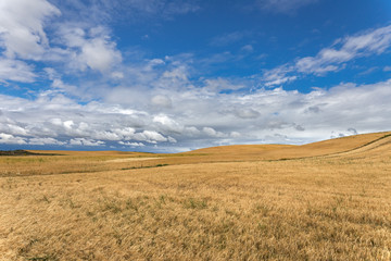 Fototapeta na wymiar un grand champs de blé jaune sous un ciel bleu