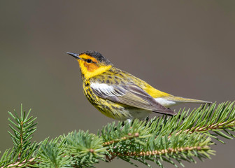 Cape May Warbler