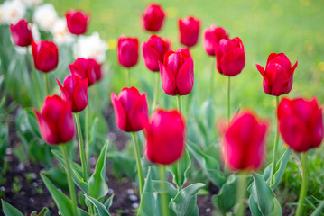 red tulips in the garden