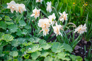 Fototapeta na wymiar white daffodils on the lawn