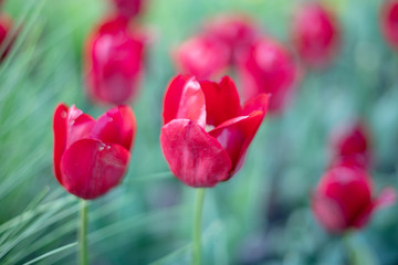 red tulips in the garden