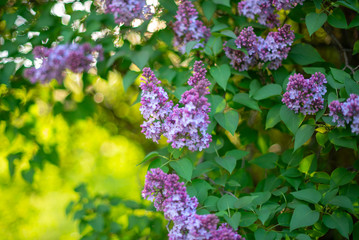 Obraz premium purple flowers in the garden
