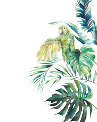 Fototapety  Akwarela zielona papuga rama. Ręcznie rysowane projekt karty z pozdrowieniami z egzotycznych liści i gałęzi na białym tle. Palma, liście bananowca, rośliny mostera