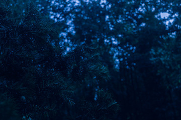 Fototapeta na wymiar Dark blue scary morning forest