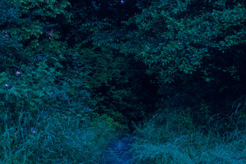 Fototapeta na wymiar Dark blue scary morning forest