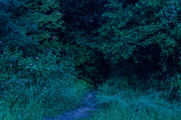 Dark blue scary morning forest