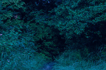 Obraz na płótnie Canvas Dark blue scary morning forest