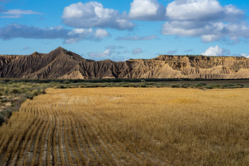 Fototapeta na wymiar Des champs de blé devant les montagnes d'un désert