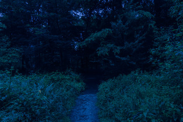 Dark blue scary morning forest
