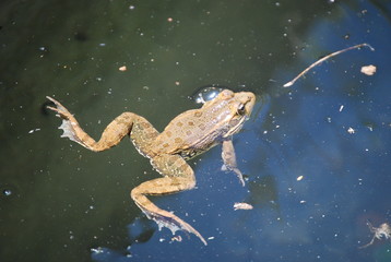 Wild Spanish Frog in Valencia Pond