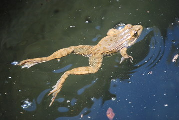 Wild Spanish Frog in Valencia Pond