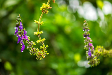 Gengibre Azul IMG_5150