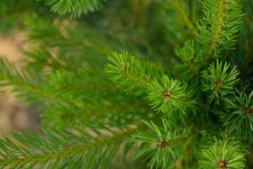 Pine tree closeup. Beautiful Scenic View